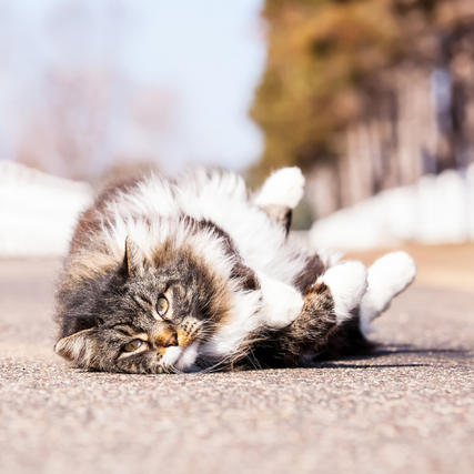 Animal Health SuppliesA cat laying down on it's back outdoors on a clear day.