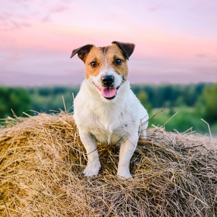 Pet Food & SuppliesA small dog laying down on a round bale at sunset.