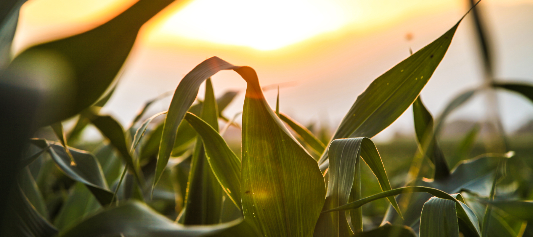 A close-up of a corn field at sunset.
