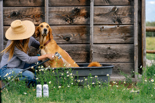 Barn Dog Shampoo for Dogs
