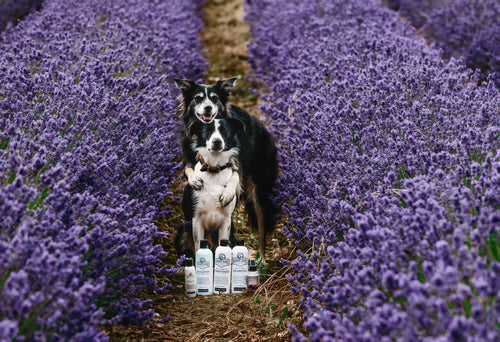 Barn Dog Shampoo for Dogs