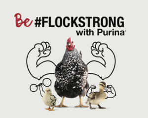 flock talk chicken workshop